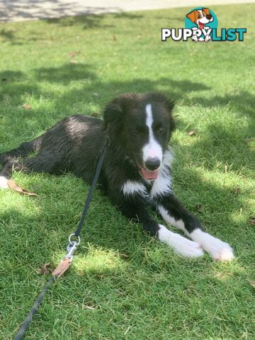 Aussie x Collie Pups for sale