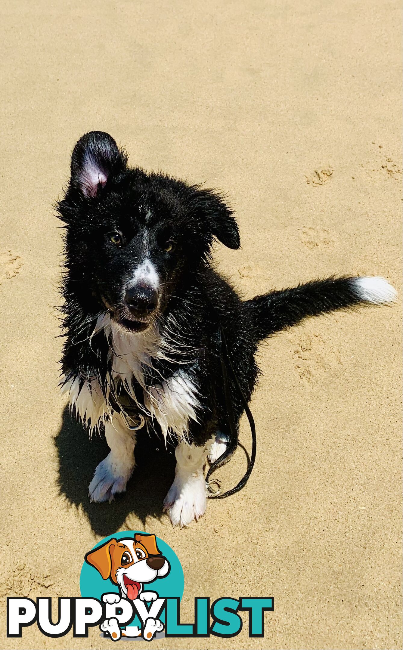 Aussie x Collie Pups for sale