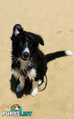 Aussie x Collie Pups for sale