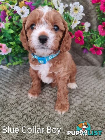 7 Adorable Cavoodle puppies 1st Generation ready for their new home