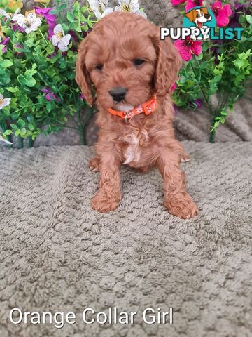 7 Adorable Cavoodle puppies 1st Generation ready for their new home