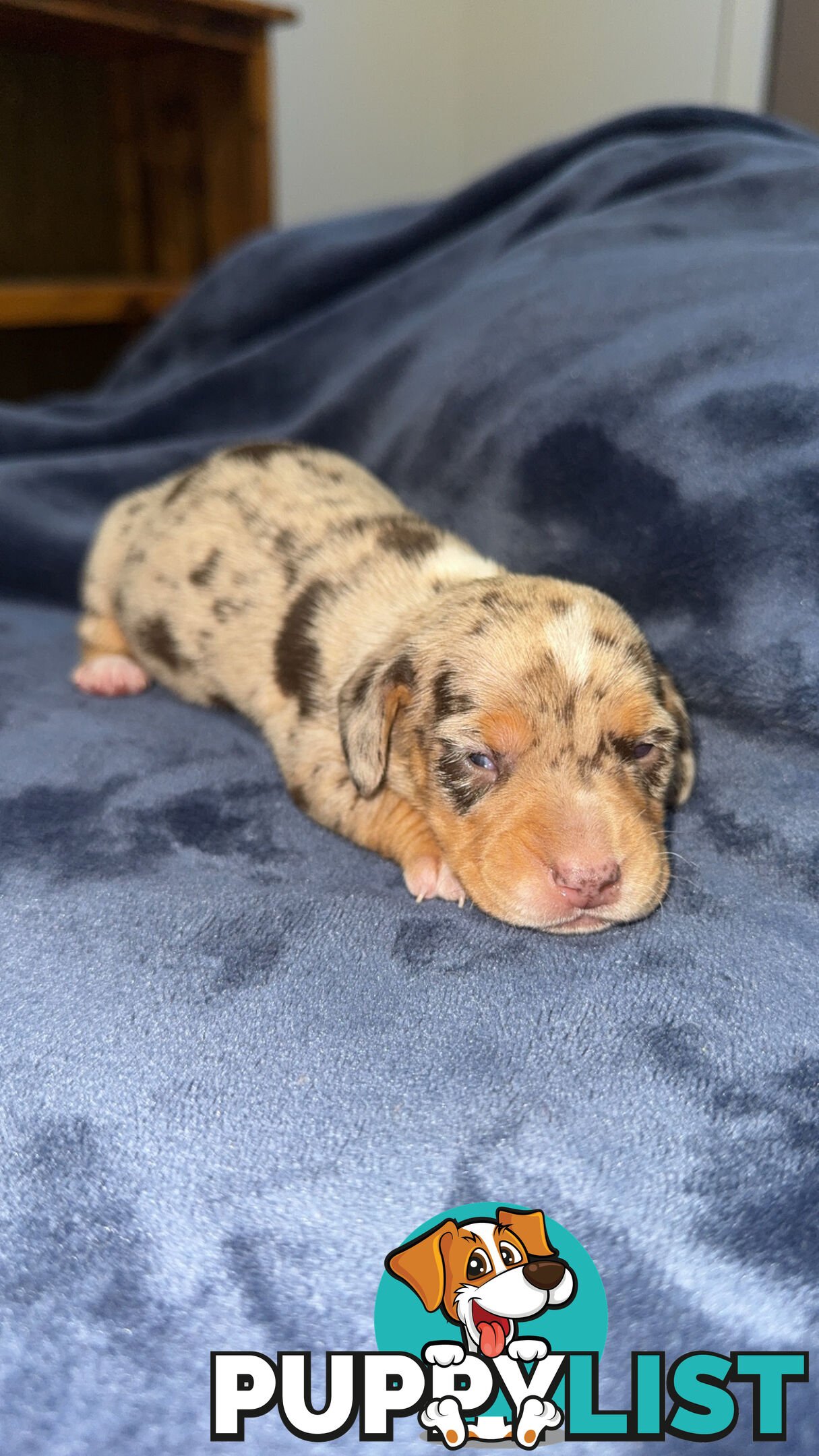 Miniature short hair dachshunds