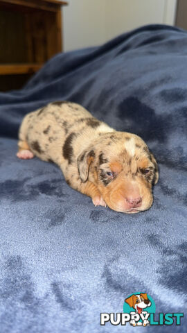 Miniature short hair dachshunds