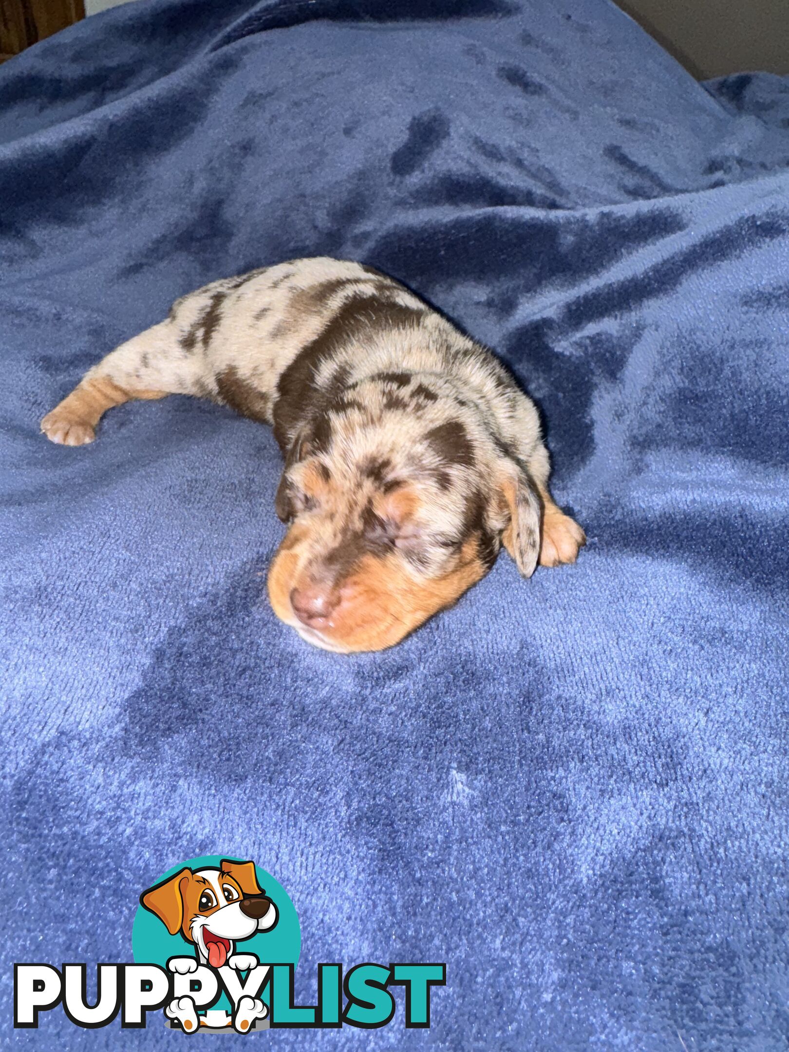 Miniature short hair dachshunds