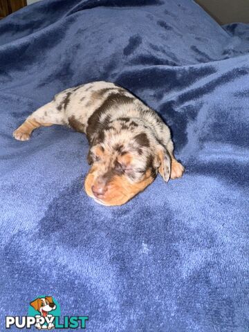 Miniature short hair dachshunds