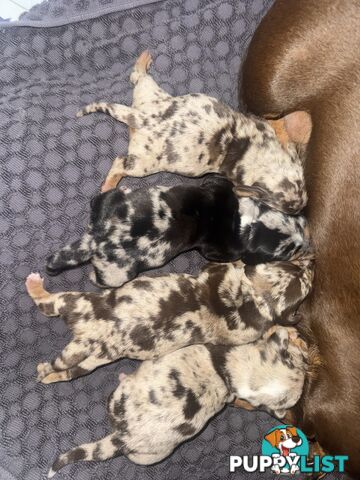 Miniature short hair dachshunds