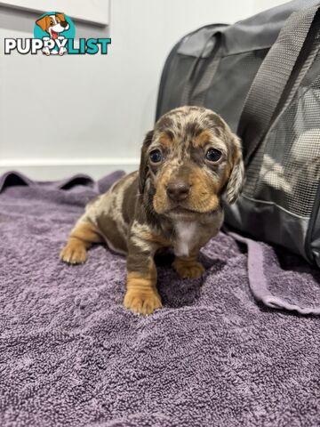 Miniature short hair dachshunds