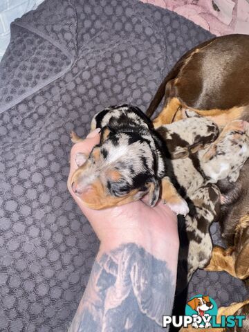 Miniature short hair dachshunds