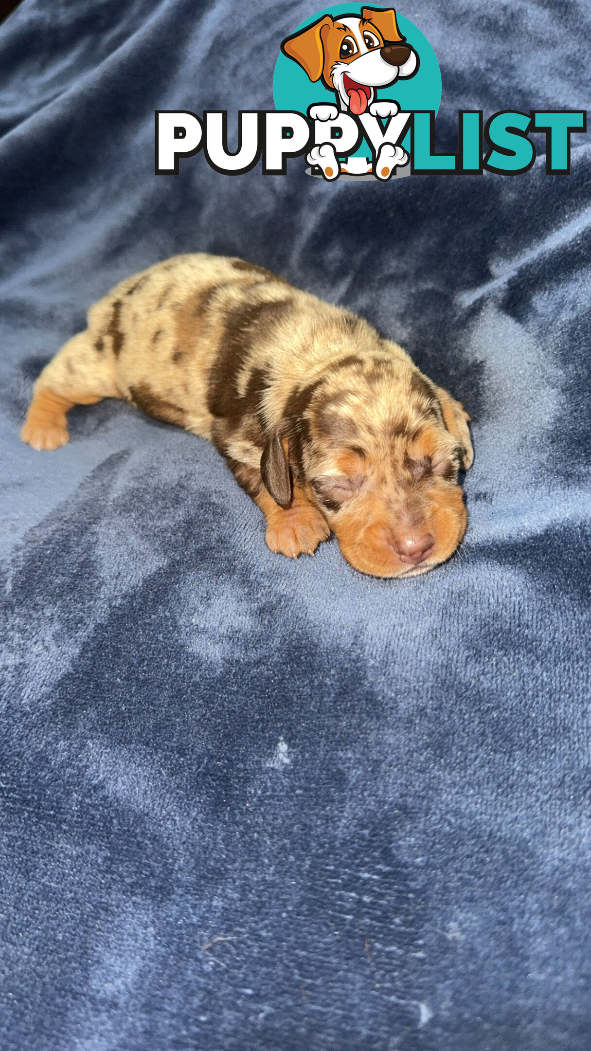 Miniature short hair dachshunds