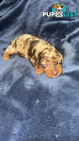Miniature short hair dachshunds