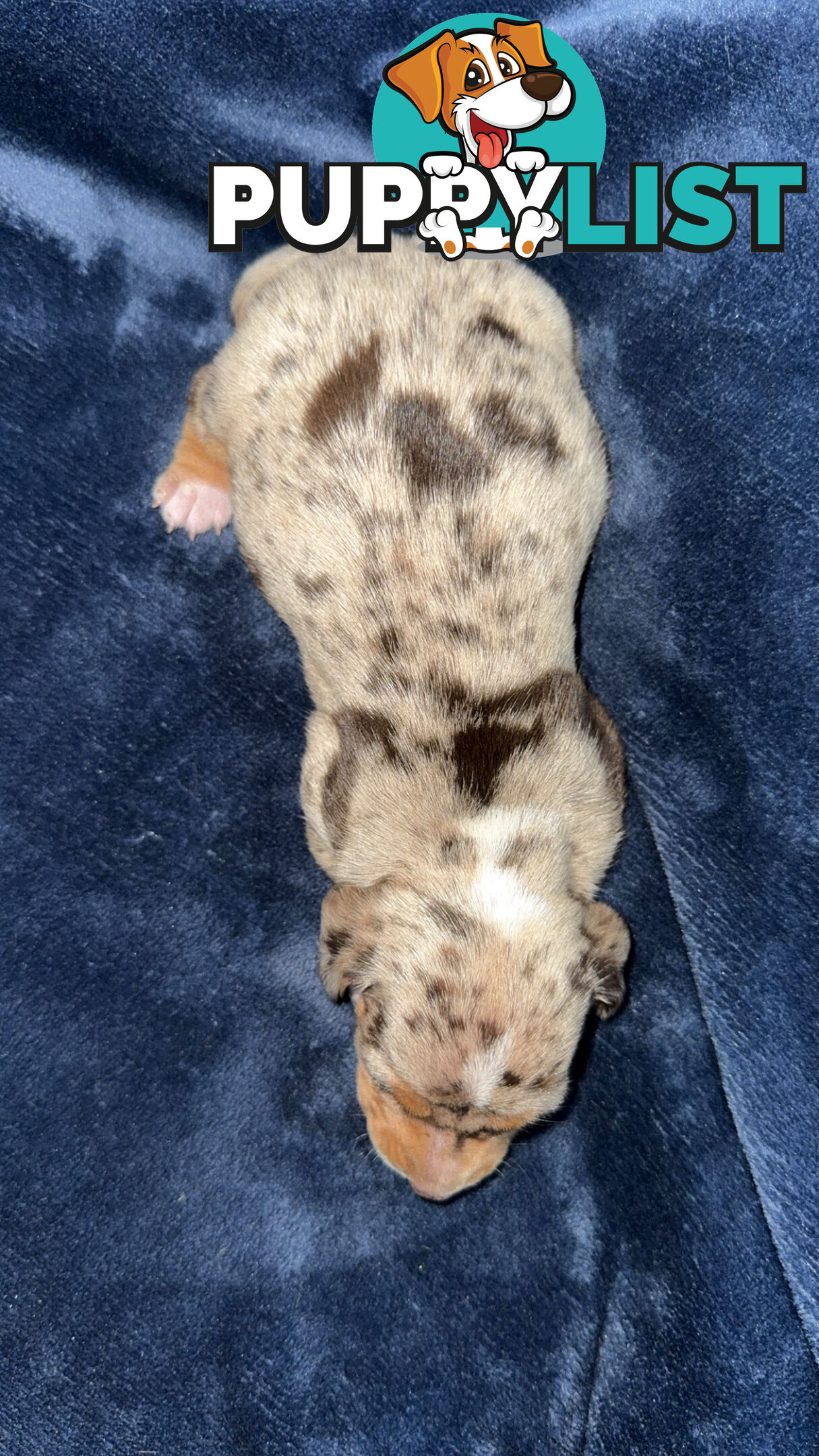Miniature short hair dachshunds
