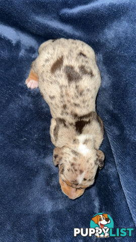 Miniature short hair dachshunds