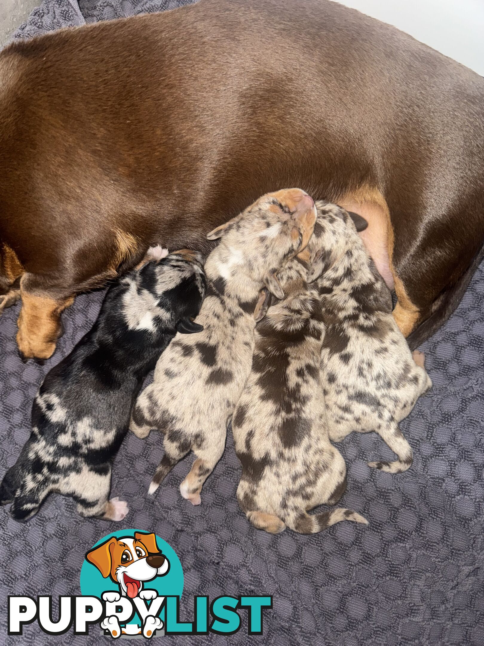 Miniature short hair dachshunds