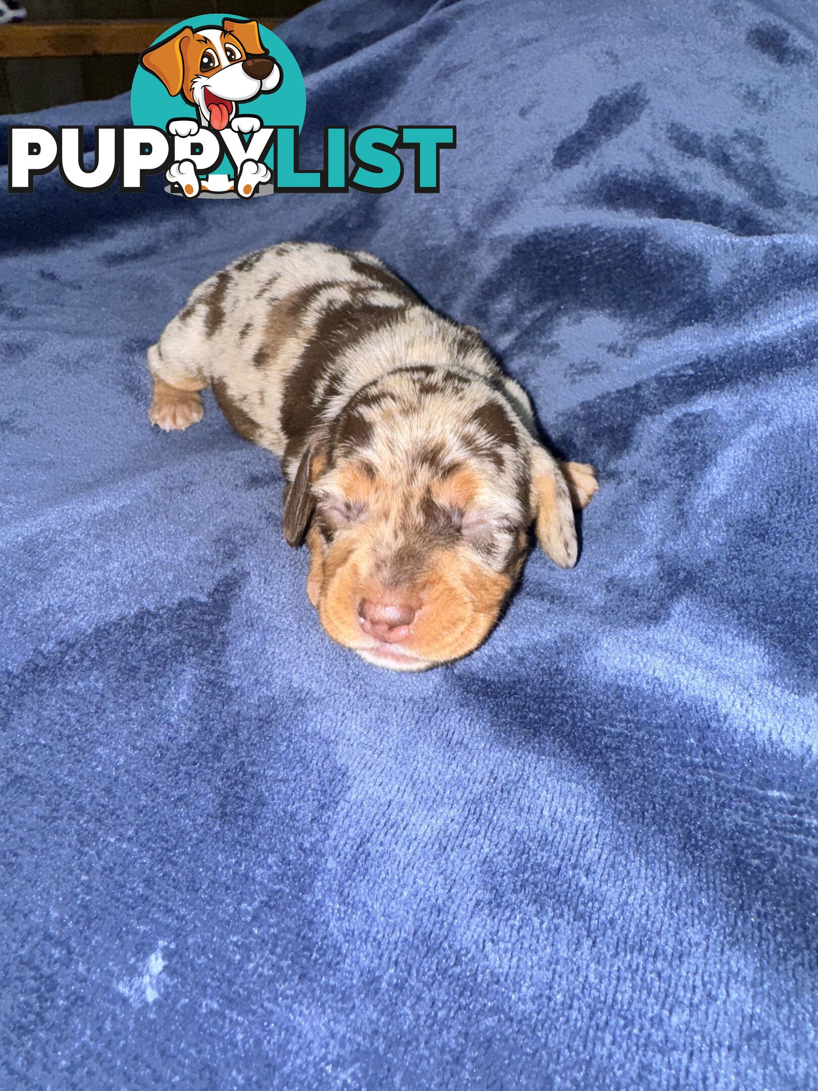 Miniature short hair dachshunds