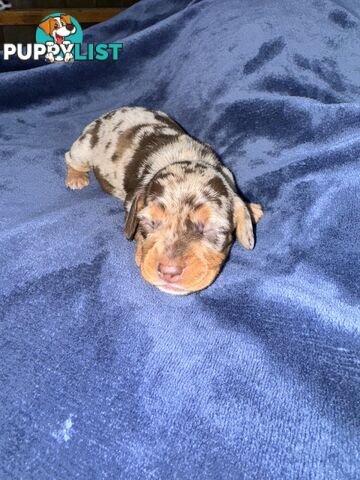 Miniature short hair dachshunds