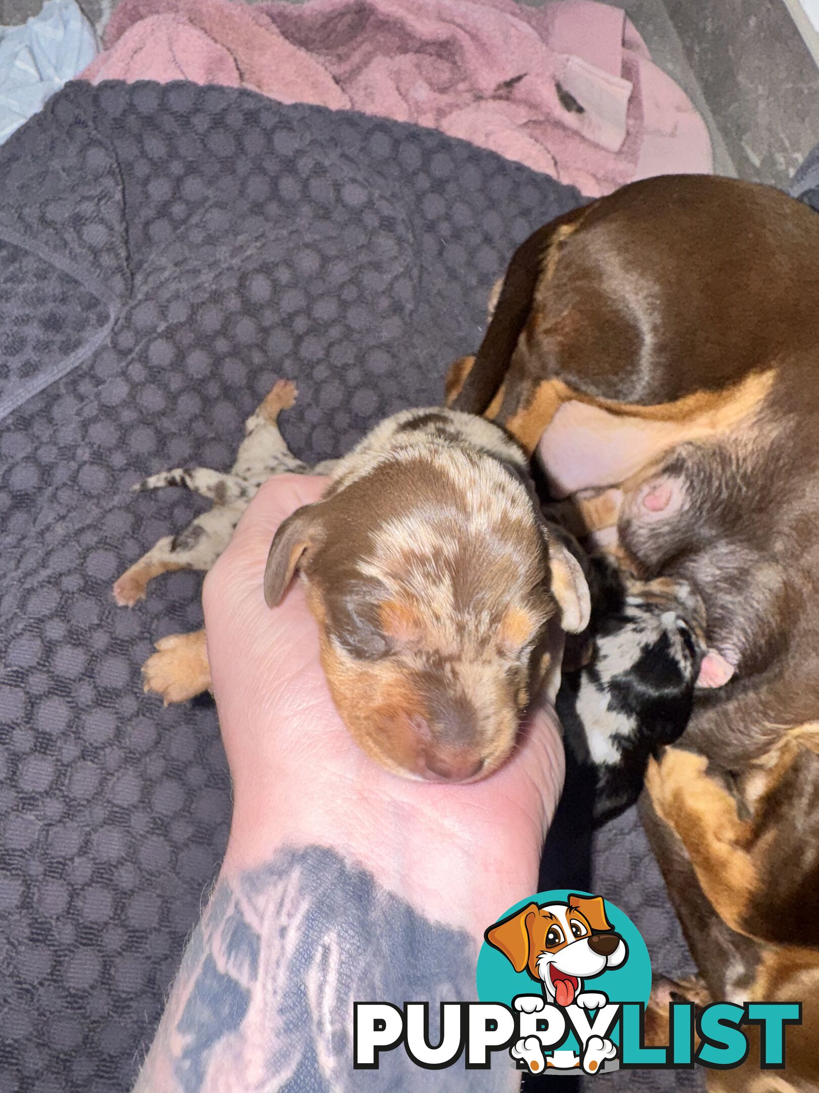 Miniature short hair dachshunds