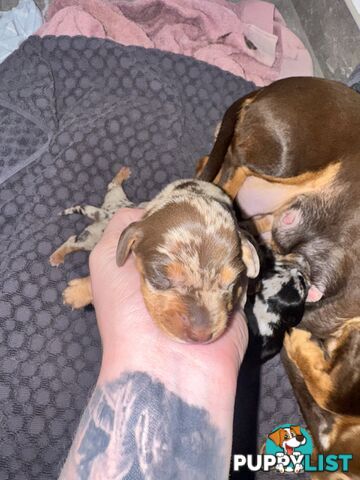 Miniature short hair dachshunds