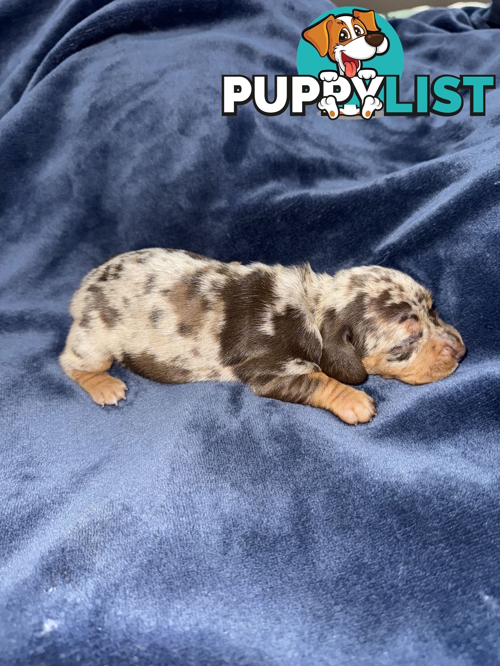 Miniature short hair dachshunds