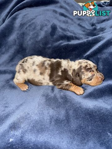 Miniature short hair dachshunds