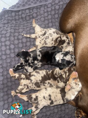 Miniature short hair dachshunds
