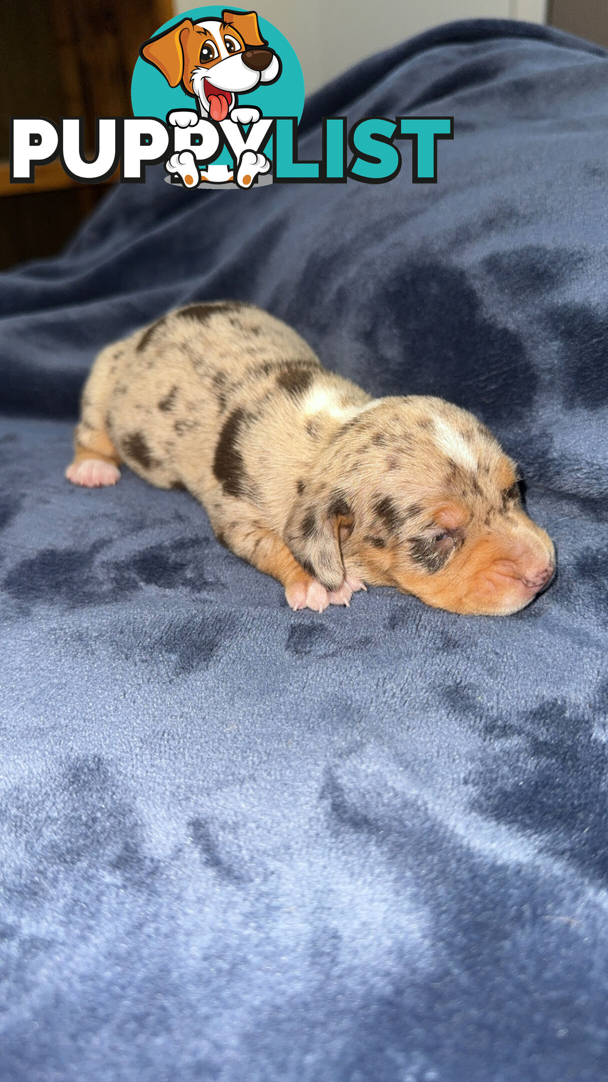 Miniature short hair dachshunds