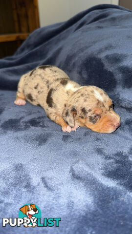 Miniature short hair dachshunds
