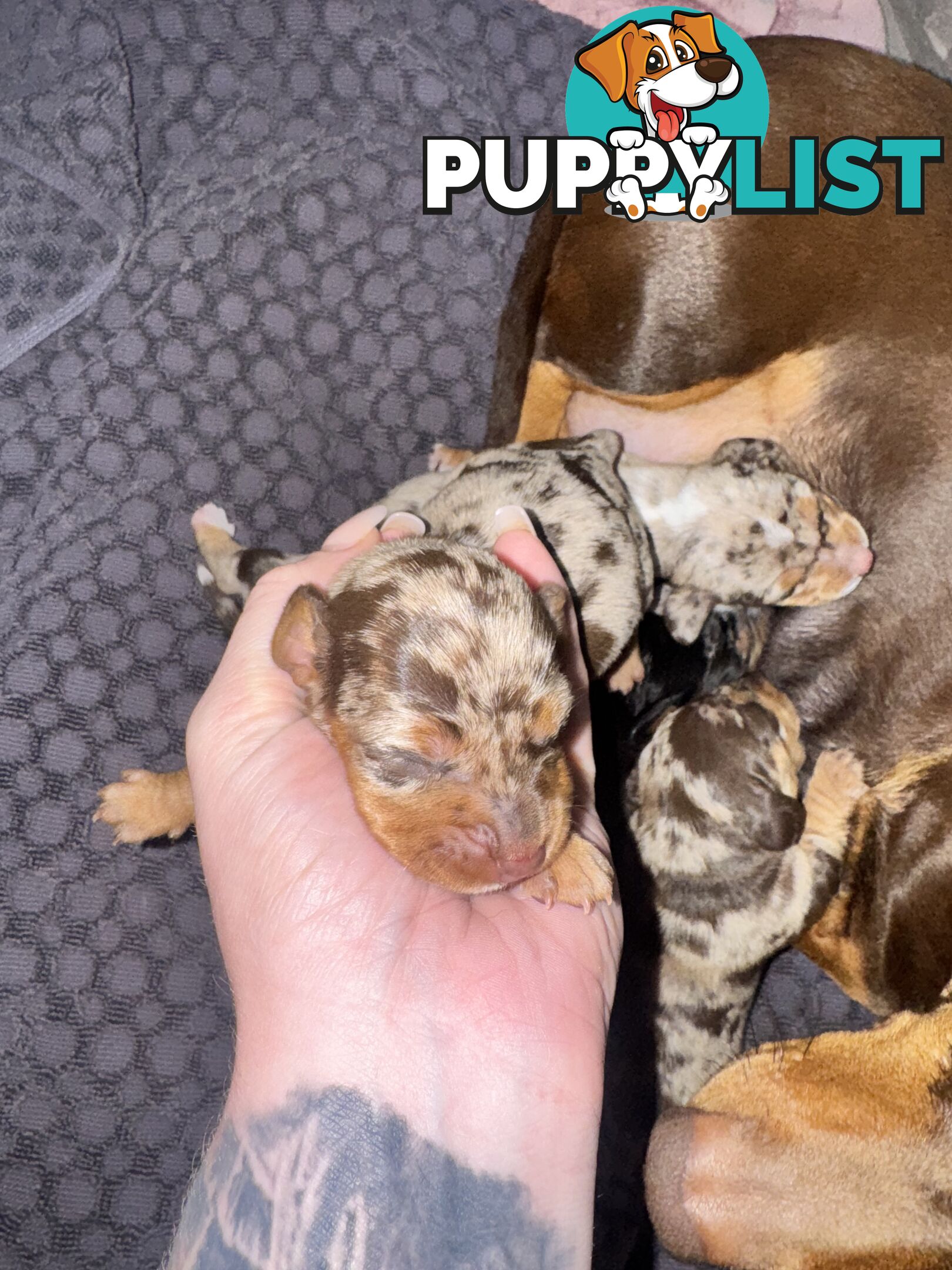 Miniature short hair dachshunds