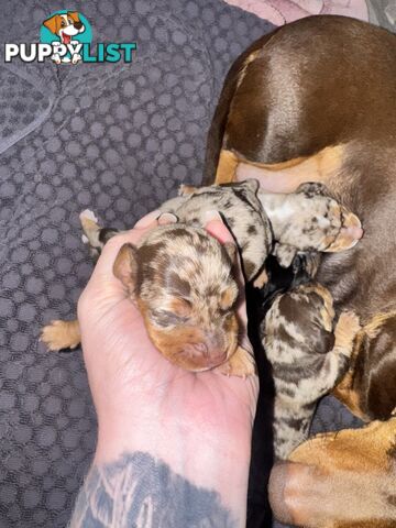 Miniature short hair dachshunds