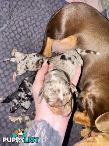 Miniature short hair dachshunds