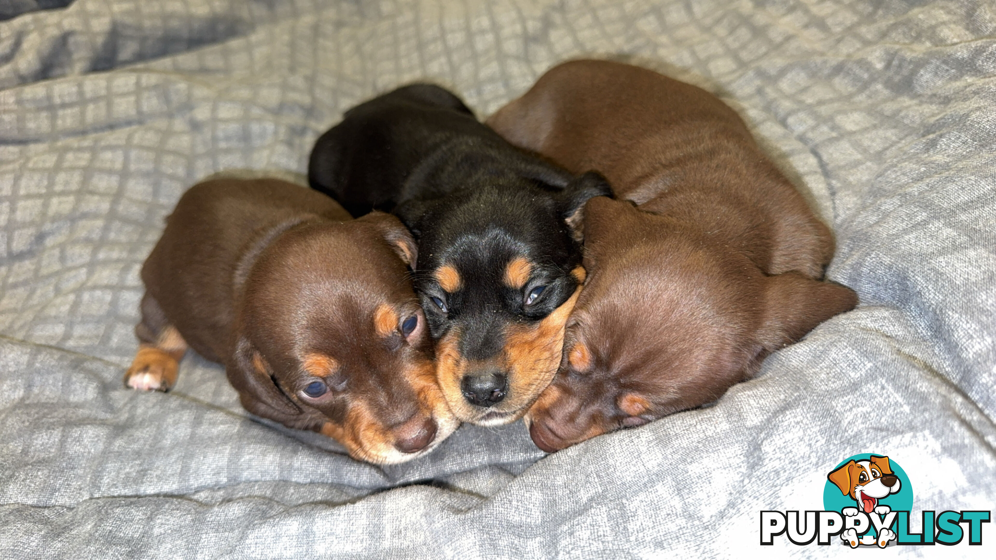 Purebred miniature dachshund pups