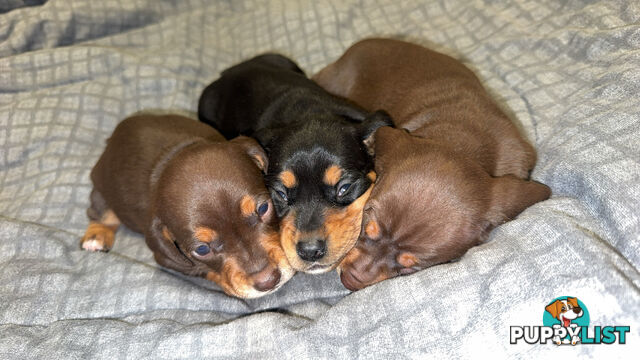 Purebred miniature dachshund pups