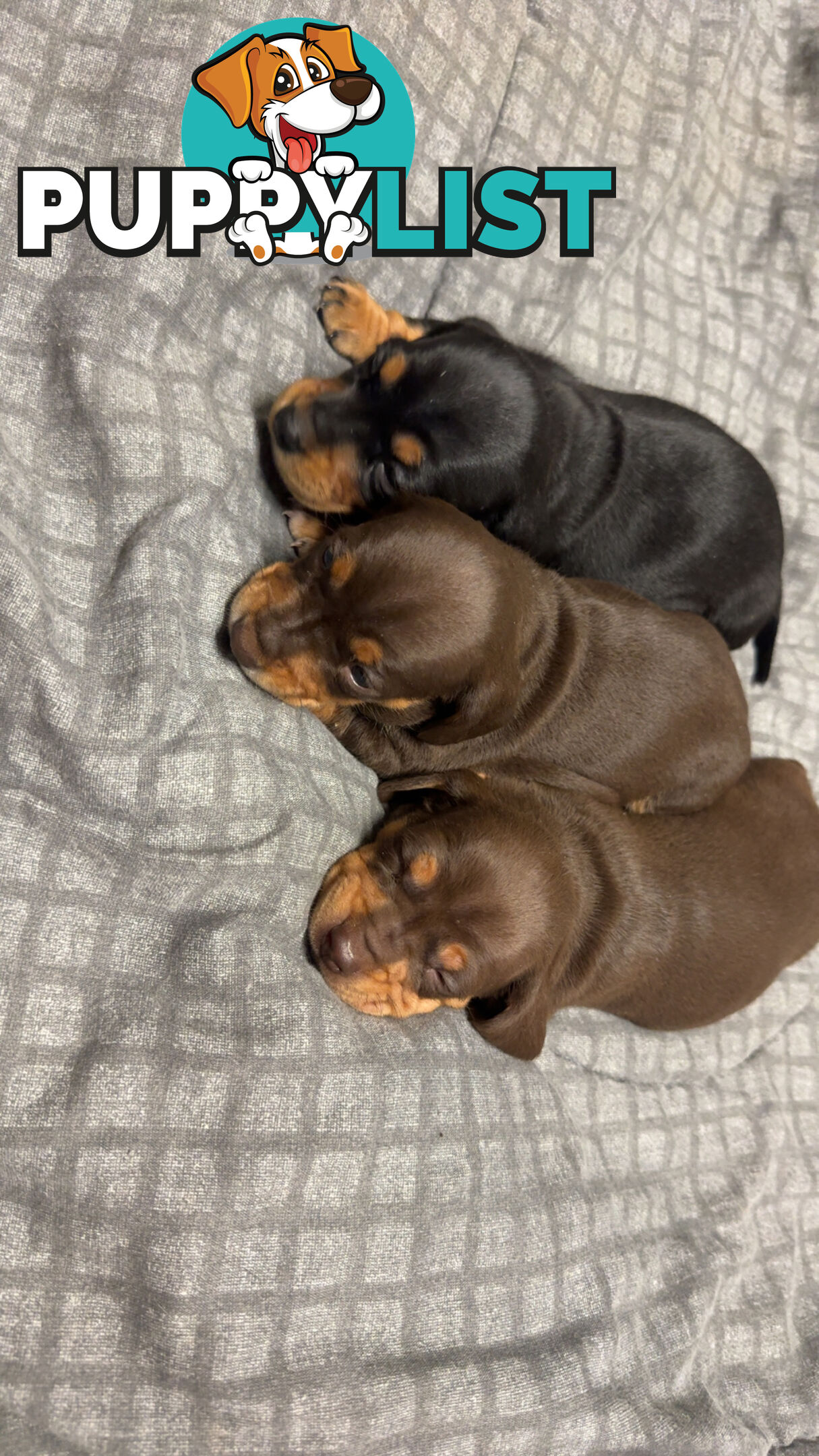 Purebred miniature dachshund pups