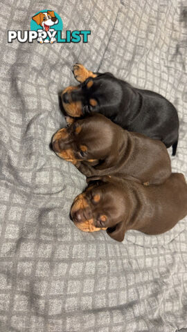 Purebred miniature dachshund pups