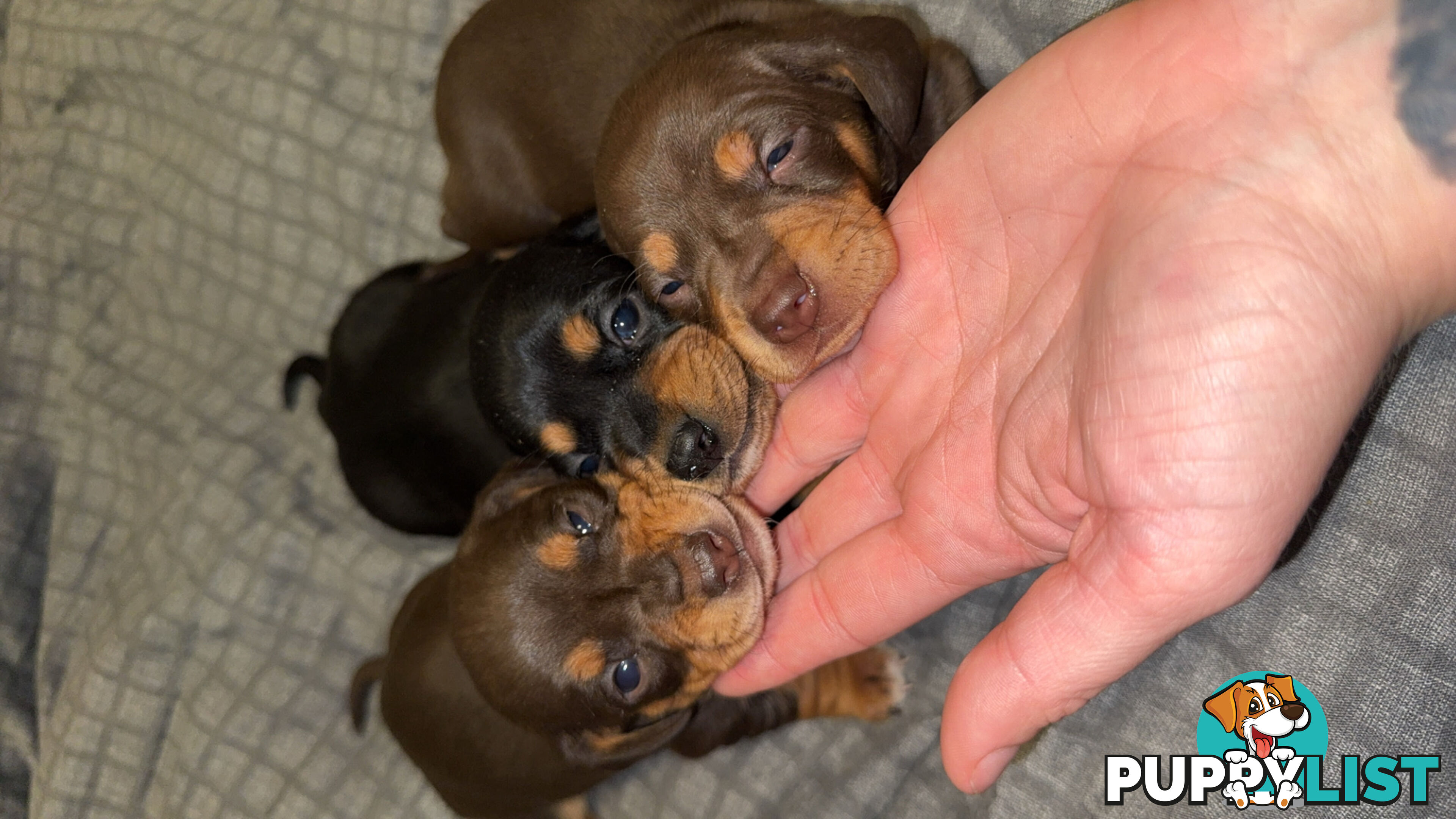 Purebred miniature dachshund pups