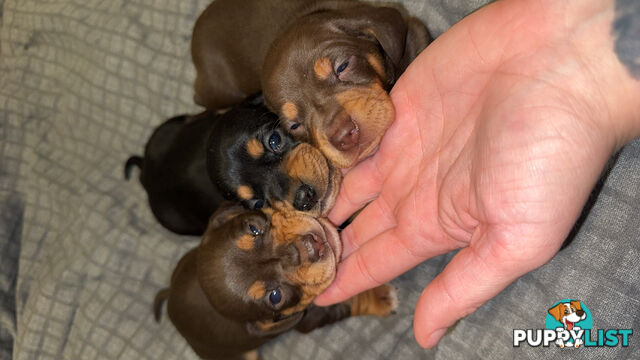 Purebred miniature dachshund pups