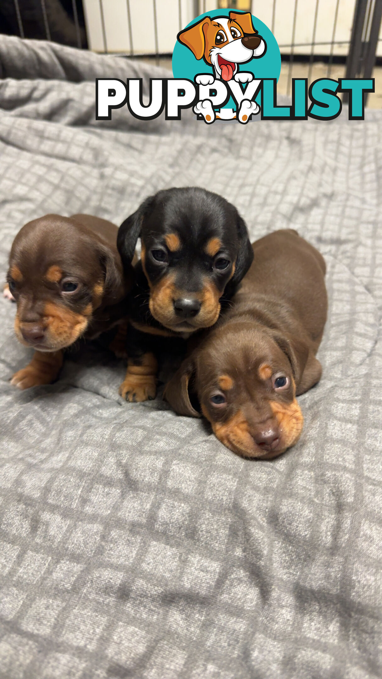 Purebred miniature dachshund pups