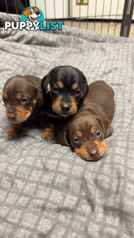 Purebred miniature dachshund pups