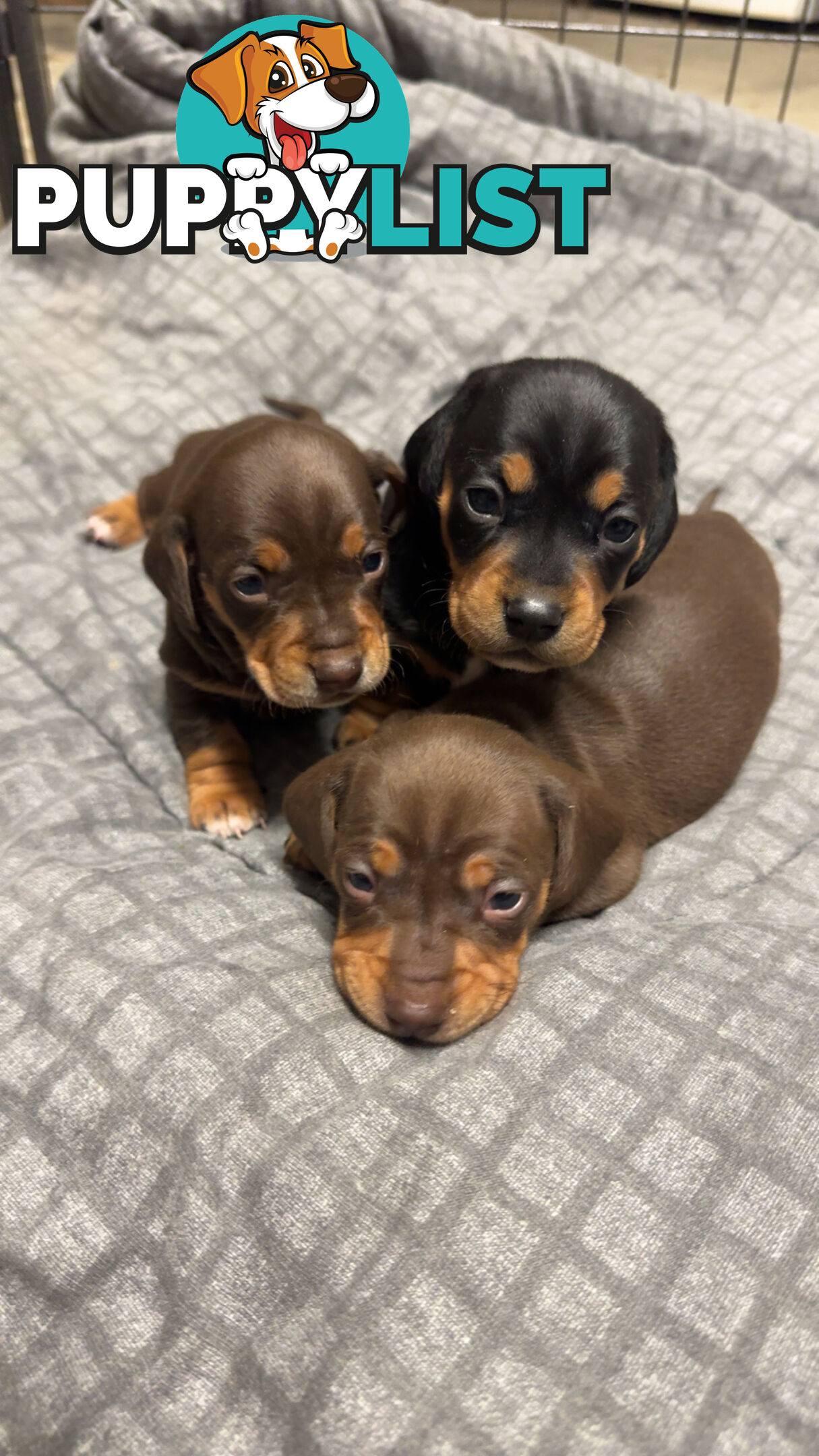 Purebred miniature dachshund pups