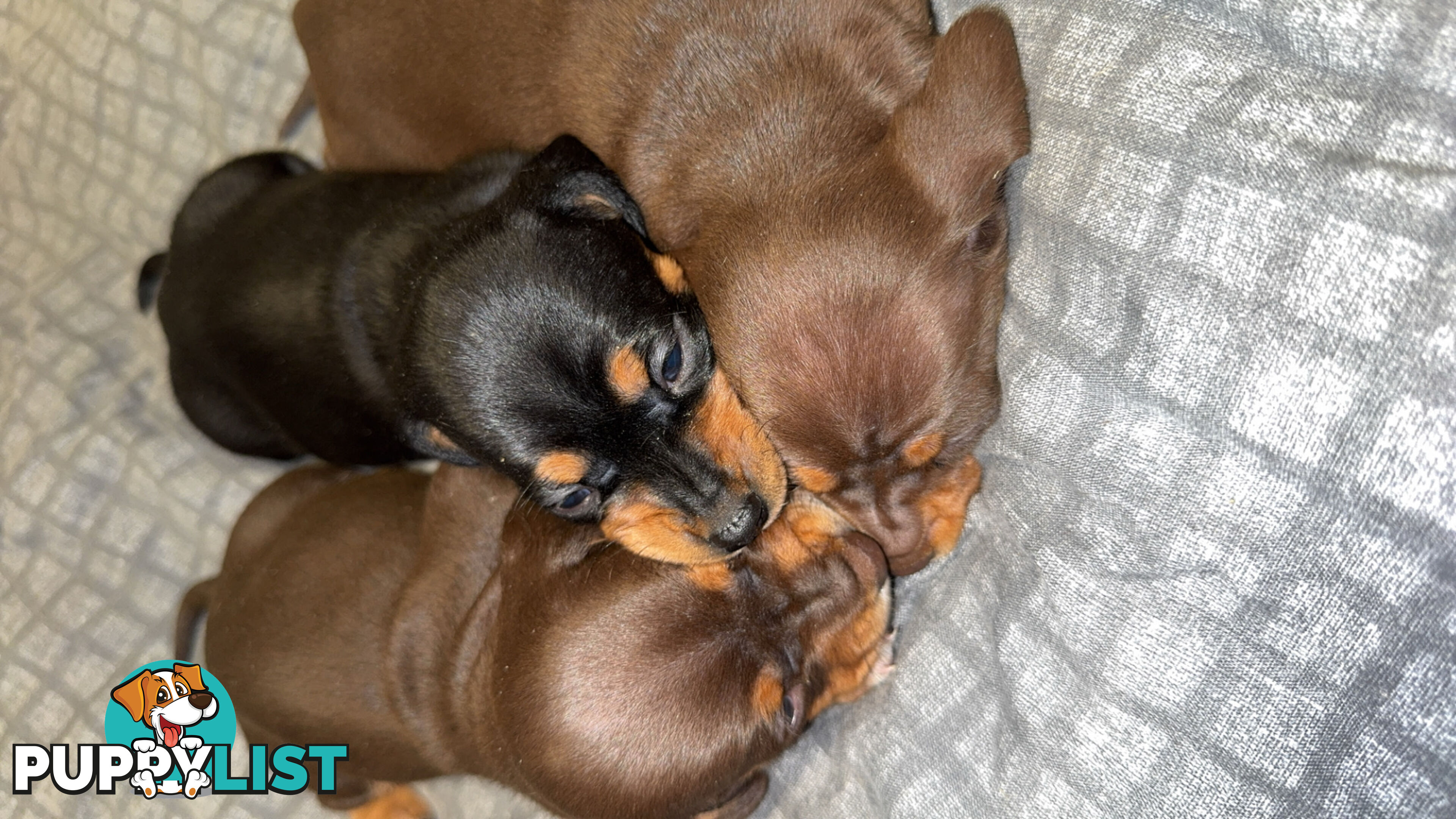 Purebred miniature dachshund pups