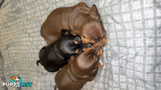 Purebred miniature dachshund pups