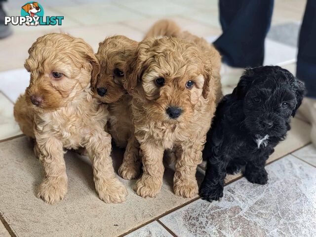 Schnoodle puppies for sale