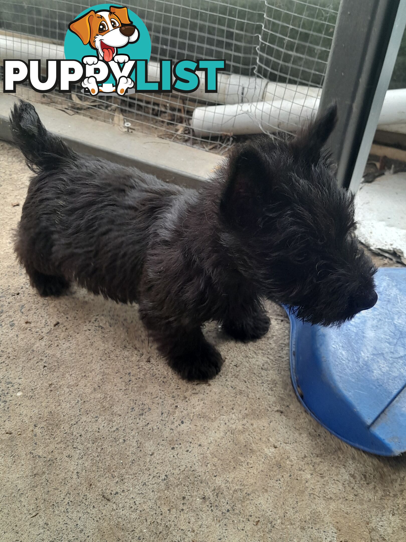 Scottish Terrier