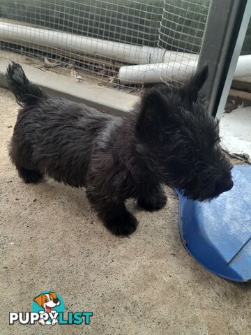 Scottish Terrier