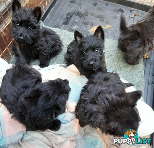 Scottish Terrier