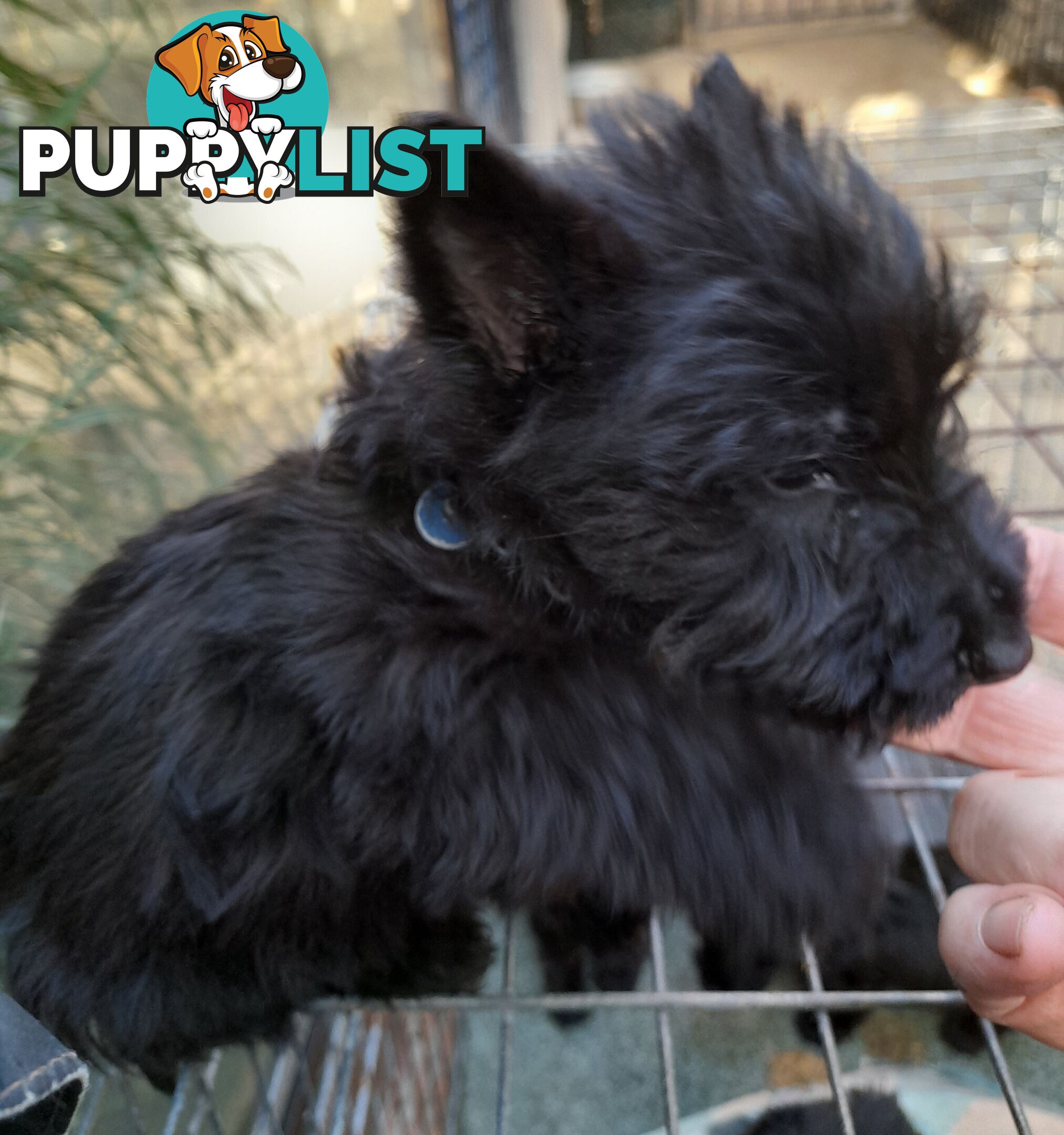 Scottish Terrier