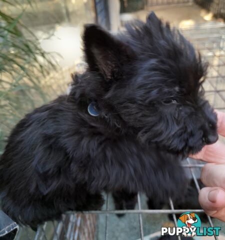 Scottish Terrier