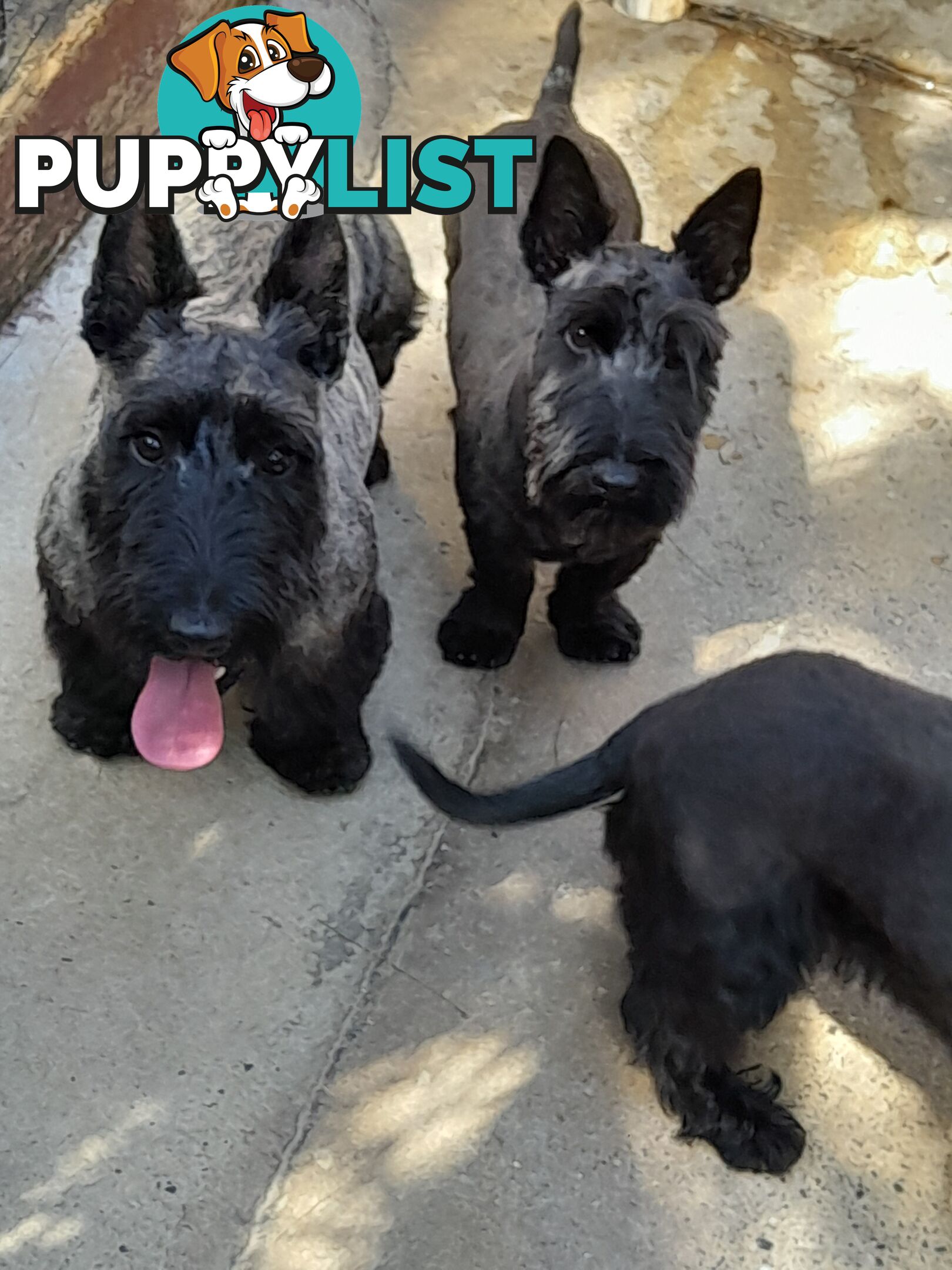 Scottish Terrier