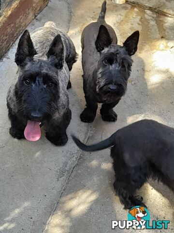 Scottish Terrier