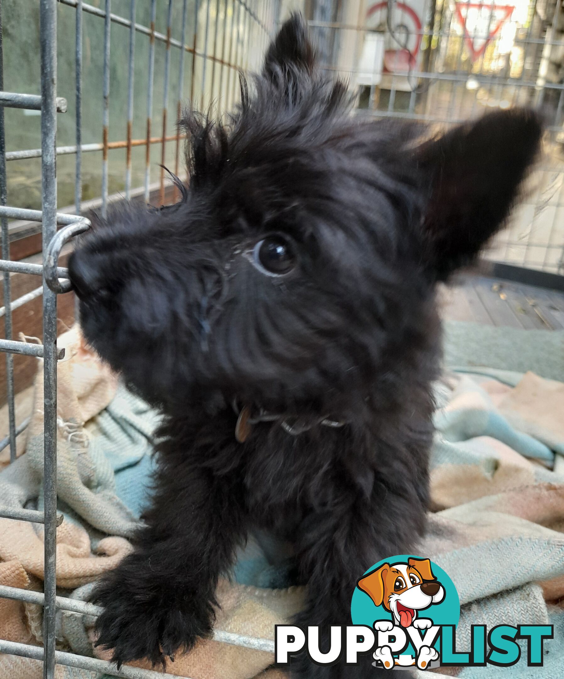 Scottish Terrier