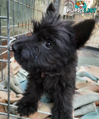 Scottish Terrier